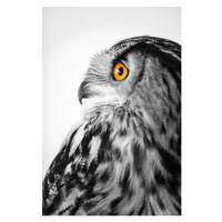 Fotografie Owl profile, Sean Gladwell, 26.7 × 40 cm