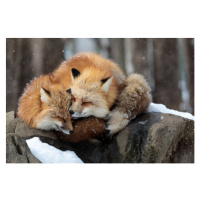 Fotografie Close-up of red fox on snow, Sebastian Nicolas / 500px, 40 × 26.7 cm