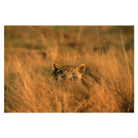 Fotografie Leopard (Panthera pardus) hiding in grass, Africa, Martin Harvey, 40 × 26.7 cm