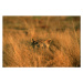 Fotografie Leopard (Panthera pardus) hiding in grass, Africa, Martin Harvey, 40 × 26.7 cm