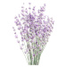 Fotografie Lavender, Sisi & Seb, 30x40 cm