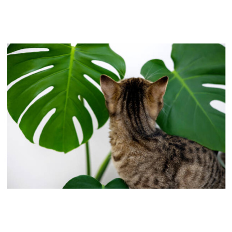 Ilustrace tabby cat kitty playing with monstera, AMphotography, (40 x 26.7 cm)