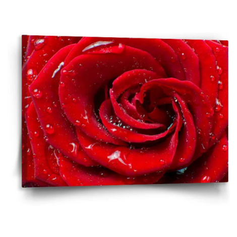 Obraz Růže - 120x80 cm