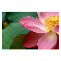 Umělecká fotografie A close up of a Macro Lotus flower, burwellphotography, (40 x 26.7 cm)
