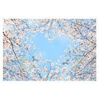 Fotografie Cherry blossom, YuriF, 40x26.7 cm