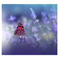 Fotografie Queen of Flowers, Juliana Nan, 40 × 40 cm