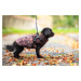 Vsepropejska Adon zimní bunda pro psa s postrojem Barva: Hnědá, Délka zad (cm): 46, Obvod hrudní