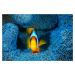 Umělecká fotografie Clownfish in blue anA©mon, Barathieu Gabriel, (40 x 26.7 cm)