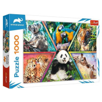 Trefl Puzzle Animal Planet: Království zvířat/1000 dílků
