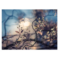 Fotografie Close-up of flowering plant against sky,Bonn,Germany, Yurii Pidopryhora / 500px, (40 