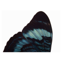 Fotografie Detail of butterfly wing , side, Paul Taylor, 40 × 26.7 cm