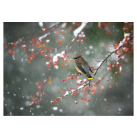 Umělecká fotografie First Snow, Hong Chen, (40 x 30 cm)
