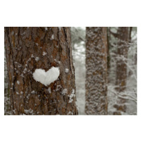 Fotografie heart made of snow on a tree trunk, Tanya Stetcyuk, 40 × 26.7 cm