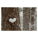 Fotografie heart made of snow on a tree trunk, Tanya Stetcyuk, 40 × 26.7 cm