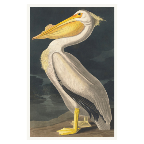 Obrazová reprodukce The White Pelican (Birds) - John James Audubon, 26.7x40 cm