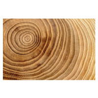 Fotografie Wooden cross section detail. Wood background., Mehmet Gkhan Bayhan, 40 × 26.7 cm