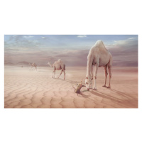 Fotografie Camels Trip, sulaiman almawash, 40 × 22.2 cm