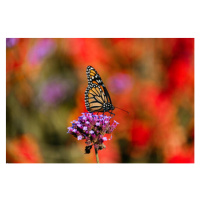 Umělecká fotografie Close-up of butterfly pollinating on purple, Wendy McCarthy / 500px, (40 x 2