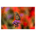 Fotografie Close-up of butterfly pollinating on purple, Wendy McCarthy / 500px, 40 × 26.7 cm