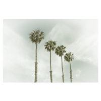 Fotografie California Vintage Palm Trees, Melanie Viola, (40 x 26.7 cm)