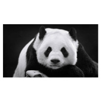 Fotografie Panda in Repose, Thousand Word Images by Dustin Abbott, 40 × 22.2 cm