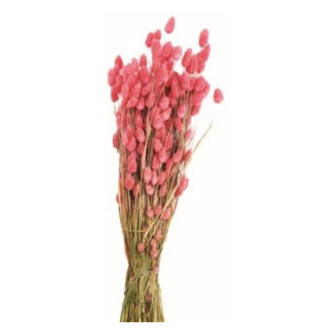 Sušina Lesknice Chrastice barvená růžová 76cm Dijk