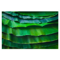 Fotografie Banana leaves are green nature., wilatlak villette, (40 x 26.7 cm)