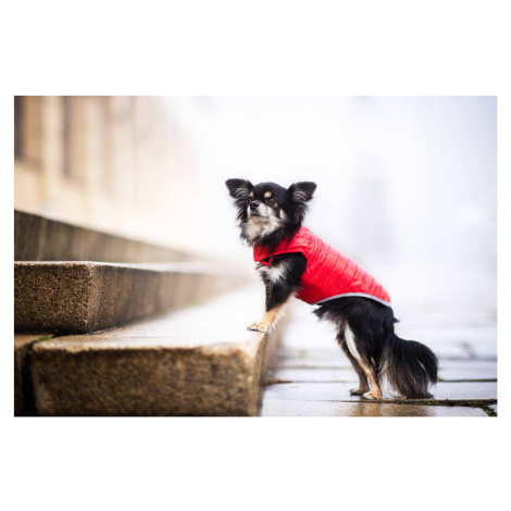 Vsepropejska Sonda oboustranná bunda pro psa Barva: Červená, Délka zad (cm): 40, Obvod hrudníku: