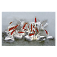 Fotografie Pelicans in motion blur, XavierOrtega, 40 × 24.6 cm