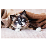 Fotografie Cat in wool cozy blanket sitting on sofa, TatyanaGl, 40 × 26.7 cm