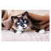 Fotografie Cat in wool cozy blanket sitting on sofa, TatyanaGl, (40 x 26.7 cm)