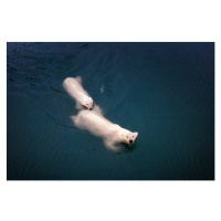 Fotografie Mom and cub Polar bears swimming at Spitsbergen, Posnov, 40 × 26.7 cm