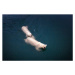 Fotografie Mom and cub Polar bears swimming at Spitsbergen, Posnov, 40 × 26.7 cm