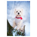 Vsepropejska Tremy zimní bunda pro psa s kroužky Barva: Červená, Délka zad (cm): 30, Obvod hrudn