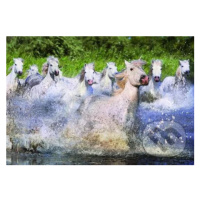 White Horses of Camargue - puzzle z kategorie Zvířata