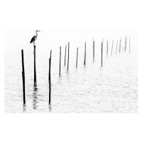 Fotografie Gray heron sitting on pole of fish trap in fog, RelaxFoto.de, 40 × 26.7 cm