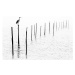 Fotografie Gray heron sitting on pole of fish trap in fog, RelaxFoto.de, 40 × 26.7 cm