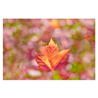 Umělecká fotografie Fall leaves, Grant Faint, (40 x 26.7 cm)
