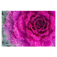 Fotografie Purple ornamental kale close-up, David_Bokuchava, 40 × 26.7 cm