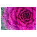 Fotografie Purple ornamental kale close-up, David_Bokuchava, 40 × 26.7 cm