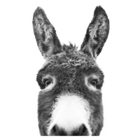 Fotografie Hello donkey, Sisi & Seb, 40 × 30 cm