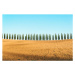 Fotografie Tuscany landscape of cypresses trees, Val, joci03, 40 × 26.7 cm