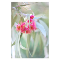 Fotografie Flowering eucalyptus trees, Sharon Lapkin, 26.7 × 40 cm