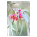 Fotografie Flowering eucalyptus trees, Sharon Lapkin, 26.7 × 40 cm