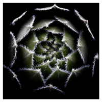 Fotografie Sempervivum Rosette, VictorMozqueda, 40 × 40 cm