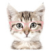 DEKORACJAN Samolepka na zeď - kotě v brýlích Velikost: XL