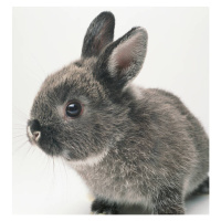 Fotografie Gray rabbit, close-up, GK Hart/Vikki Hart, (40 x 40 cm)