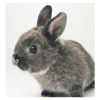 Fotografie Gray rabbit, close-up, GK Hart/Vikki Hart, 40 × 40 cm