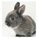 Umělecká fotografie Gray rabbit, close-up, GK Hart/Vikki Hart, (40 x 40 cm)