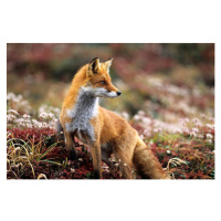 Fotografie Fox in a autumn mountain, keiichihiki, 40 × 26.7 cm